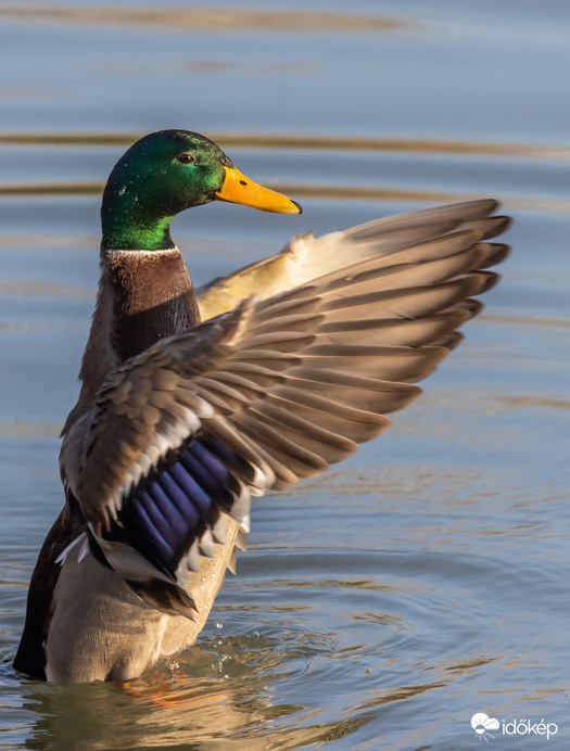 Nyújtózás