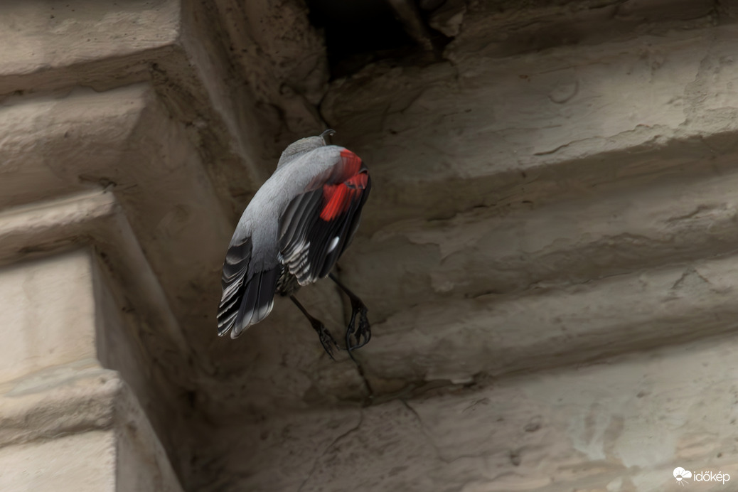 Irány az éléskamra... -- 