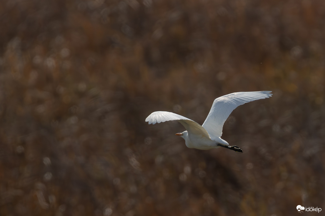 Repülő pásztor... -- 