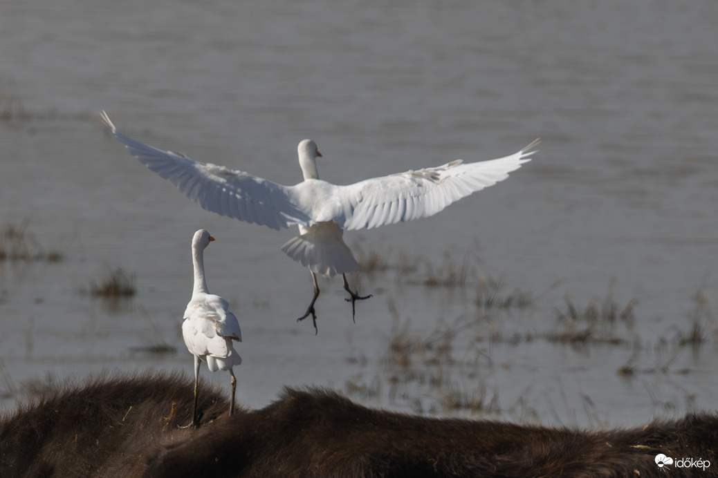 Ilyen szőrös meleg talajon nem fázik a lábunk... -- 