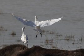 Ilyen szőrös meleg talajon nem fázik a lábunk... -- 