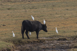 Csak nem elkóboroltál picur? -- 
