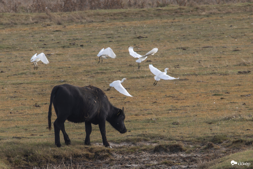Jobb ha most követsz minket! -- 