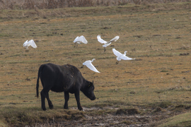 Jobb ha most követsz minket! -- 