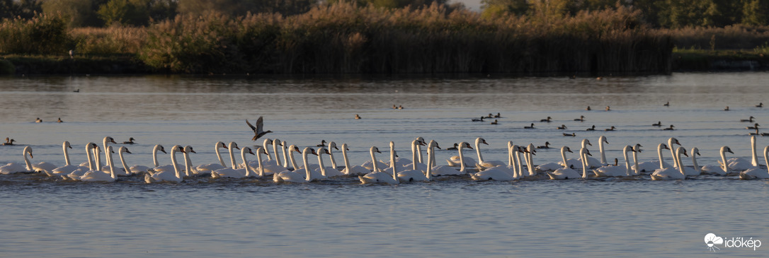 Bütykös osztag vigyázz! Jobbra nézz!