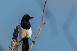 A spárga még nem megy... -- 