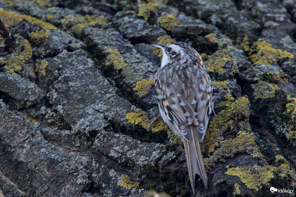 Nem fikusz, fakusz, méghozzá hegyi...