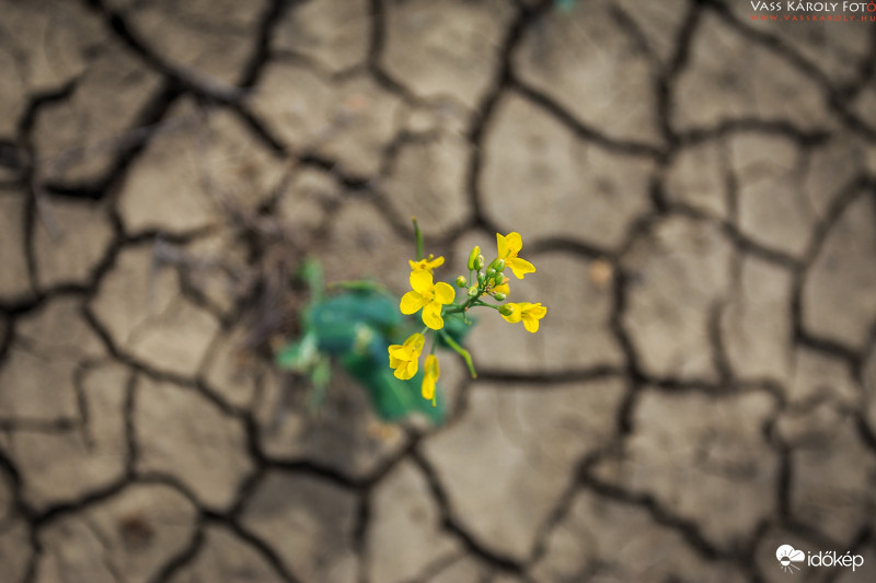 Esőre várva