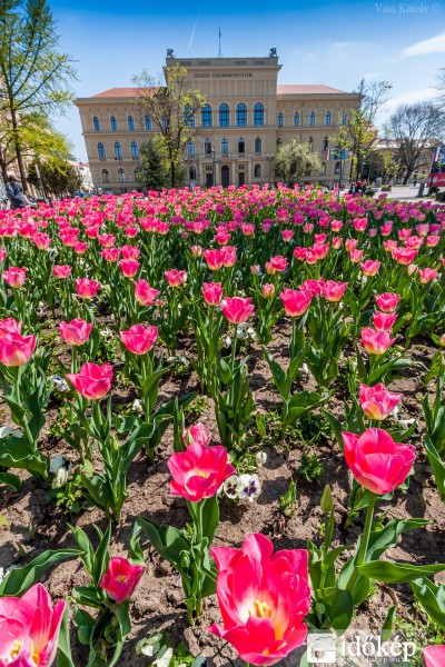 Szeged tulipánjai I.