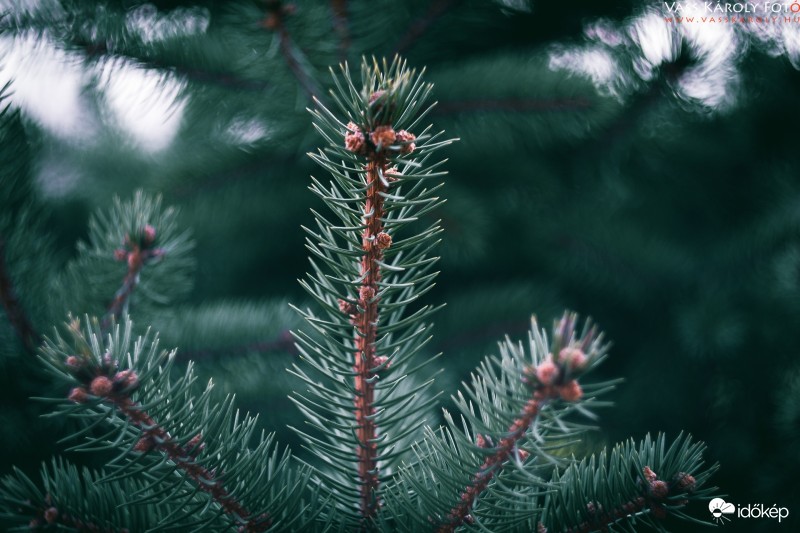 Fenyő bokeh