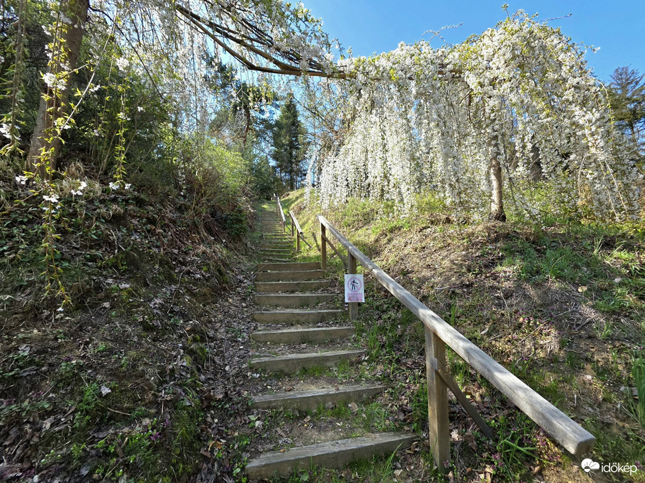 Menyasszonyi fátyol