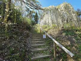 Menyasszonyi fátyol