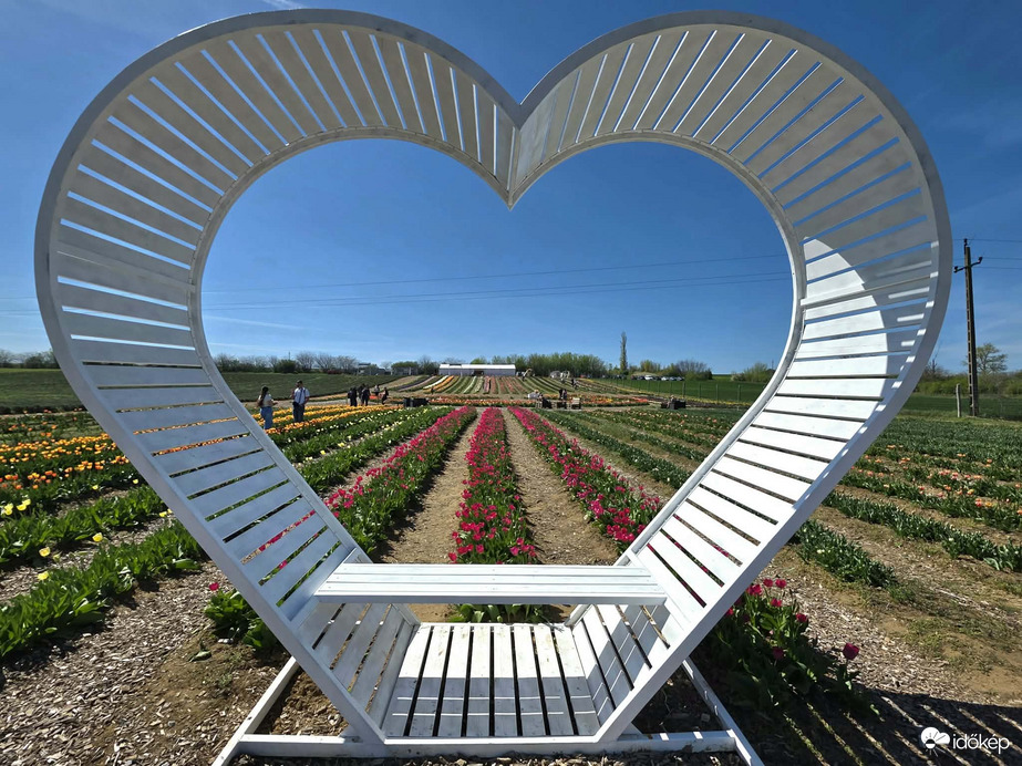 Szerelem a tulipánok között