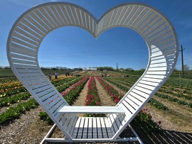 Szerelem a tulipánok között