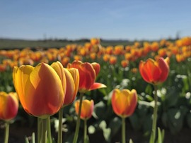 Napsütötte tulipánok