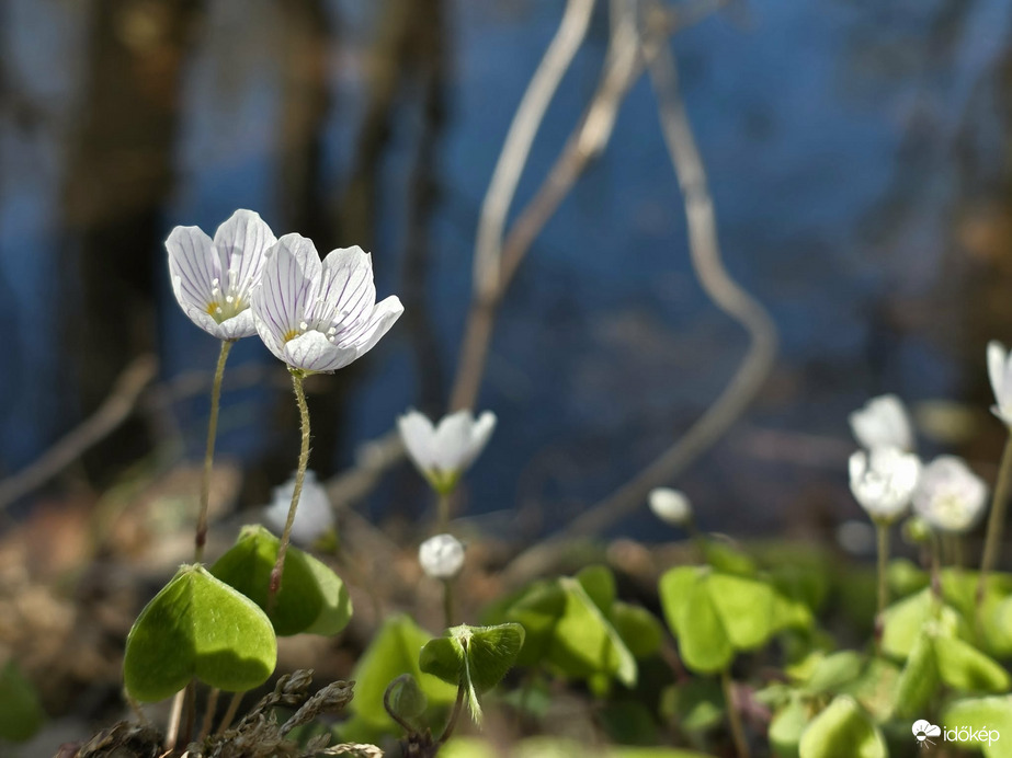 Patak partján kisvirág