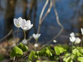 Patak partján kisvirág