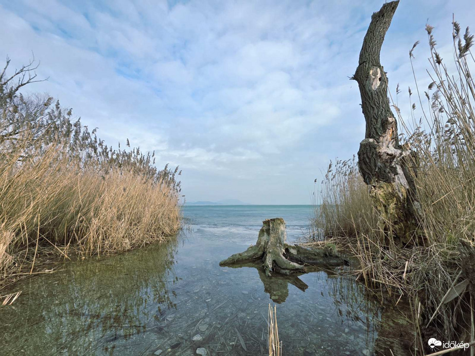 A fa, ami harcol az idővel