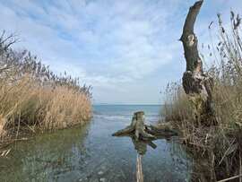 A fa, ami harcol az idővel