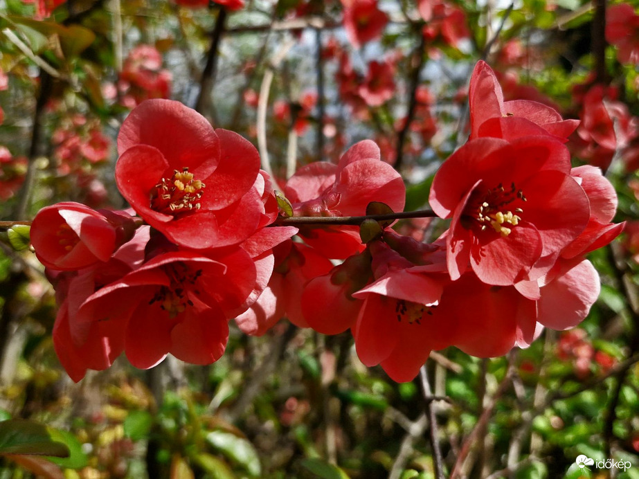 Kivirágzott a japánbirs