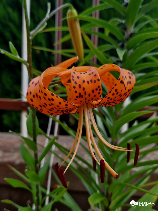 Tigrisliliom