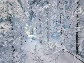 Rejtekadó havas erdő