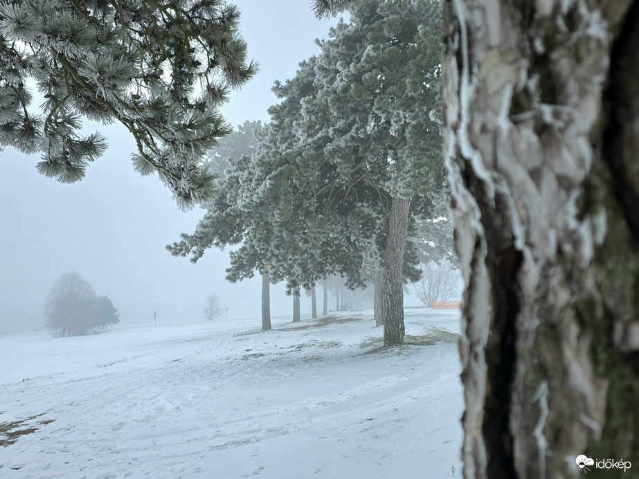 Ködös, zúzmarás Fenyves allé