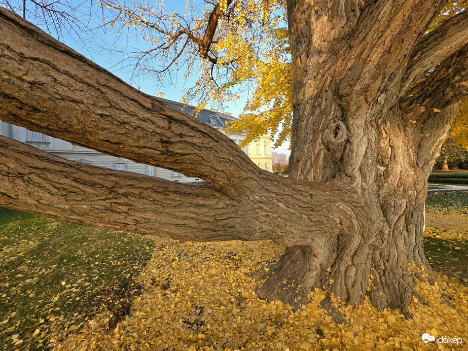 Sárguló gingko biloba Keszthelyen