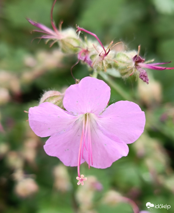 Pindurka