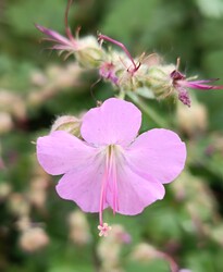Pindurka