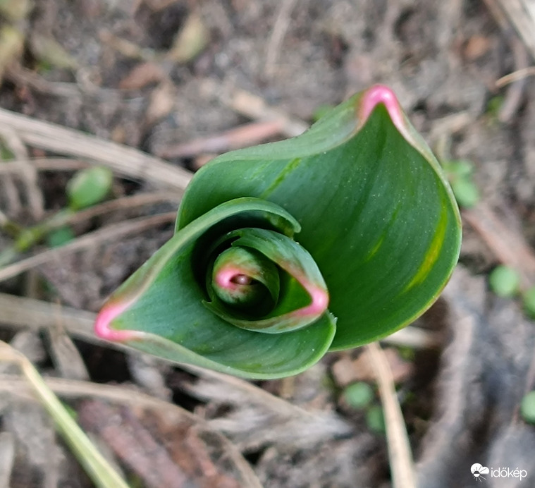 Tavaszodik 2