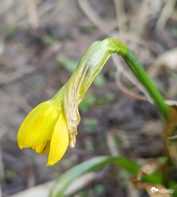 Tavaszodik 1