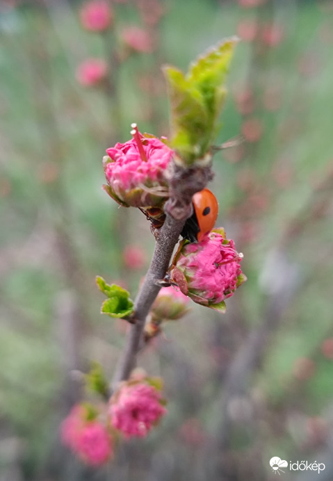 Tavaszodik a kertünkben is!