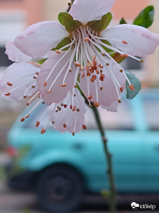 Tavaszi utcán hazafelé