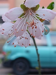 Tavaszi utcán hazafelé