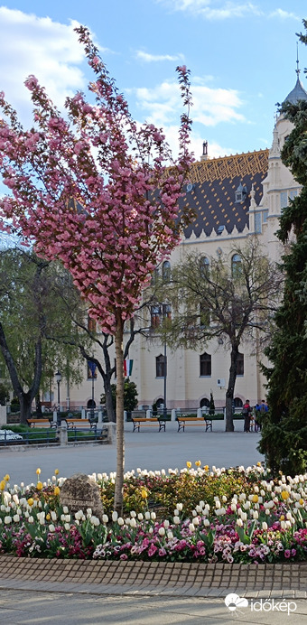 Virágos Kecskemét 