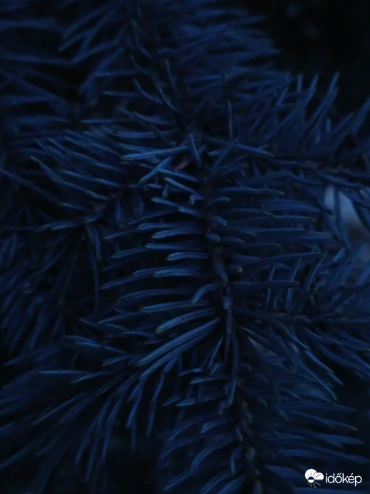 Kék órában kék fenyő...