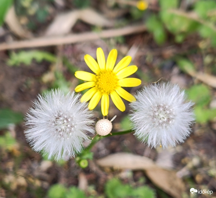 Pom-pom lány