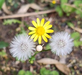 Pom-pom lány