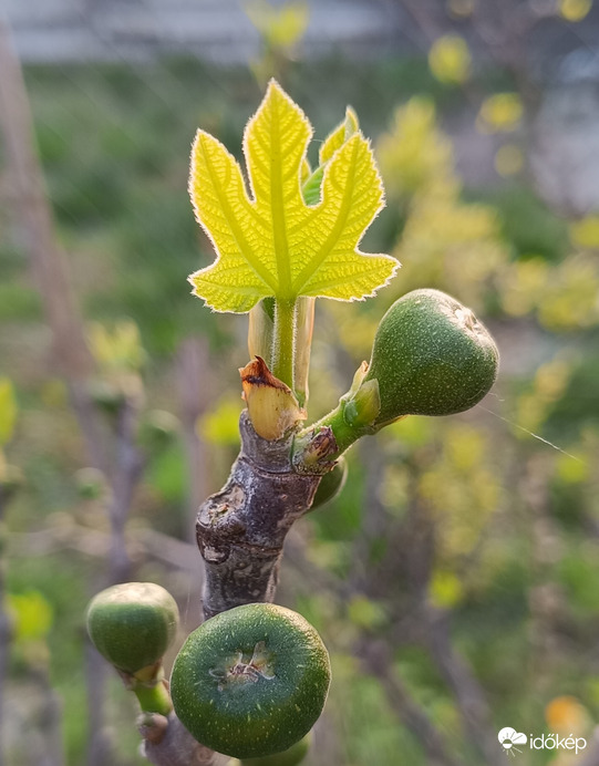 Kicsi vagyok én....