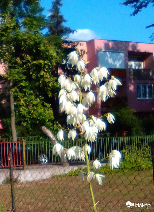 Mint egy hatalmas gyöngyvirág...