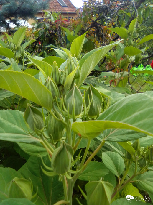 Óriás hibiszkusz bimbók