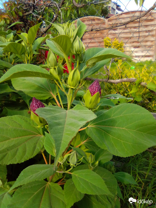 Reggeli kép az óriás hibiszkuszról(így tudom a nevét)