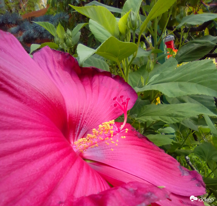 Kinyílt az első óriás-hibiszkusz