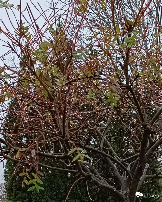 Gyöngy-fa....Ráfagynak az esőcseppek