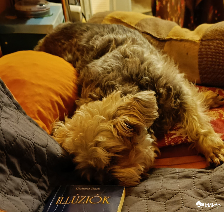 Sétáltunk délután egy nagyot,gondolom ez az oka,hogy olvasás közben elaludt...