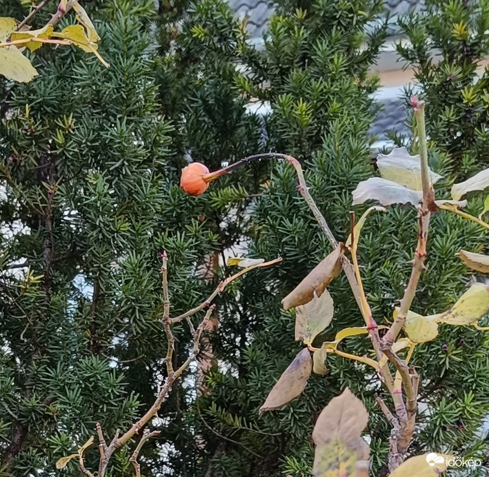 Jó reggelt,szomszéd! Szép időnk van ma!