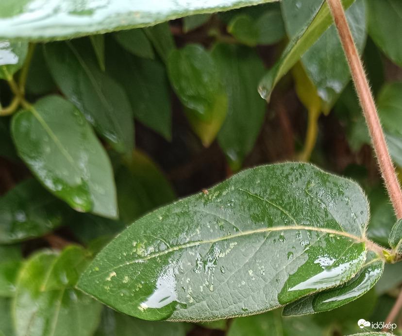 Mindjárt elcsöppen...