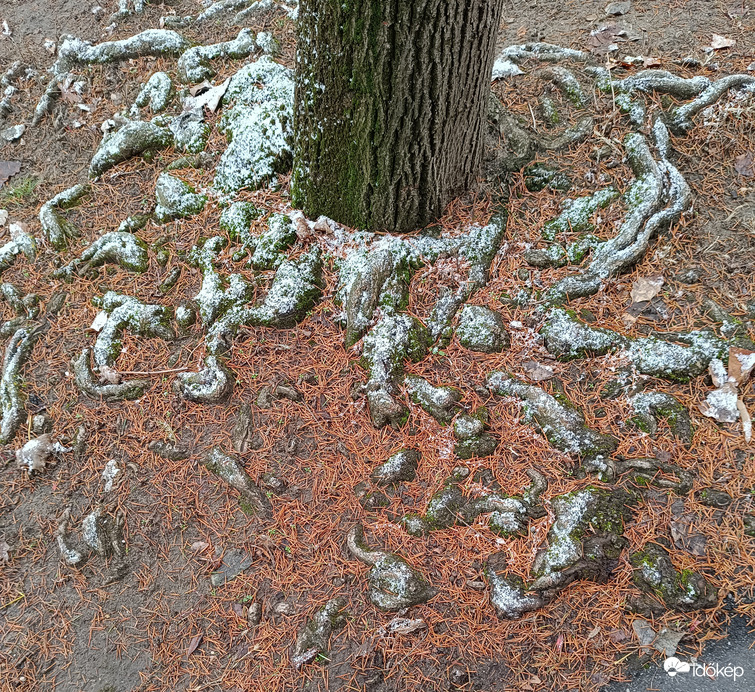 Rozsdás tűlevelek(vége a karácsonyfáknak)
