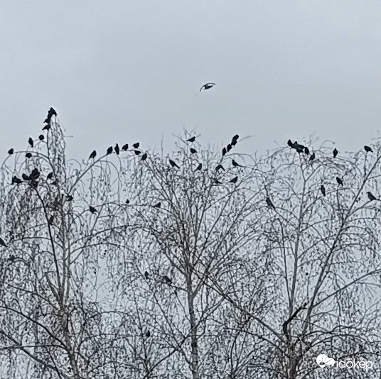 Legalább mi díszítsük a kopasz fákat!